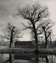 three oak from the old pond .. / ******