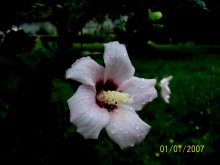 Mallow / ***