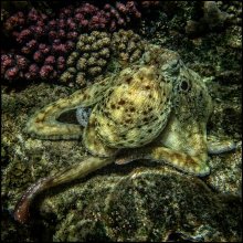 Octopus in a relaxed atmosphere / ***