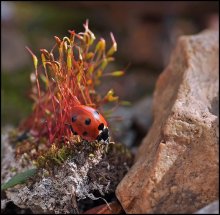 Small obstacles ... / ***