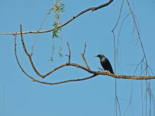 Dancing Starling / ***