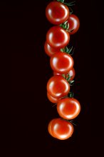 Tomatoes on a branch / ***