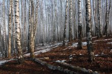 &quot;Birch Grove in the spring&quot; / ***