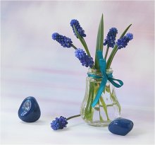 Muscari and stones / ***