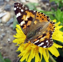 Butterfly / ***