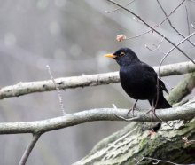 blackbird / ***