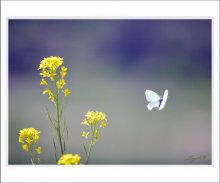 Butterfly / ***