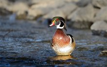 Wood duck (male) / ***