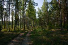 Along a forest road / ______________________*