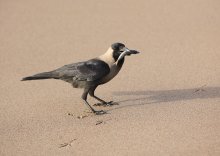Raven at a luncheon / ***