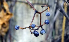 Winter berries. / ***