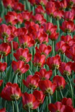 Tulips / ***