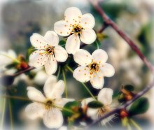 In the garden / ***
