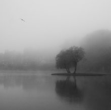 Morning fog / ***