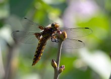 Dragonfly flat / ***