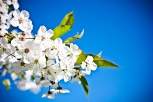 Flowers in the Sky / ***