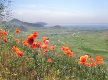 here in the spring poppies redden spaces / ***