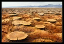 Pickled mushrooms Dalola ..... / ***