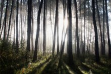 &quot;Morning Light in the Forest&quot; / ***