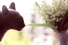 Cat and Flowers / ***