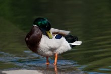 Duck / ***