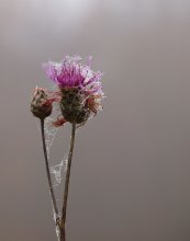 Thistle / ***