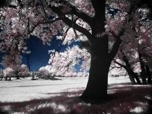 another word / IR foto