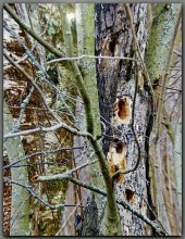 Woodpeckers live here / ***
