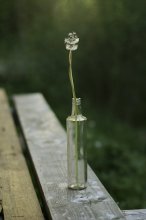 Dandelion love / ................