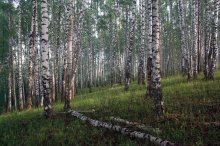 &quot;Russian forest&quot; / ***
