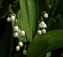 I am a lily of the valley / ,,,,,,,,,,,,,,,