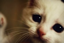my cat / ***