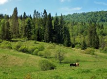 Cows / **********