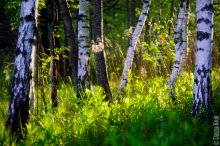 Awakening in the birch / ***