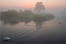 Three Swans / ***