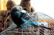 budgerigar / Canon SX120 IS