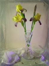 Yellow irises ... / ********