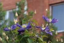 Purple Clematis / ***