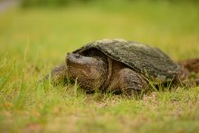 nesting turtle / ***