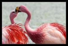 Flamingo-a hot kiss ...) / ***