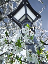 Spring Cherry / ***