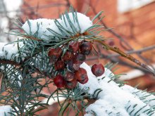 Rowan in the snow / ***