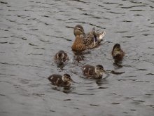 Ducklings / ***