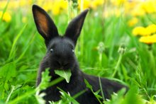 Rabbit for breakfast / ***
