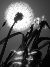 Dandelion sun / ***