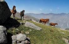 Caucasian horses / ***