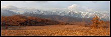 Golden Autumn Altai. / ***