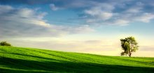 Field / ***