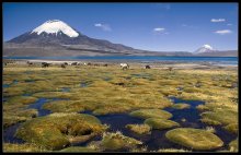 Parinacota Volcano (2) / ***