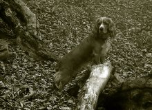 Autumn dog / ***